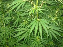 piante cannabis