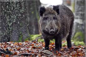 cinghiale nel bosco