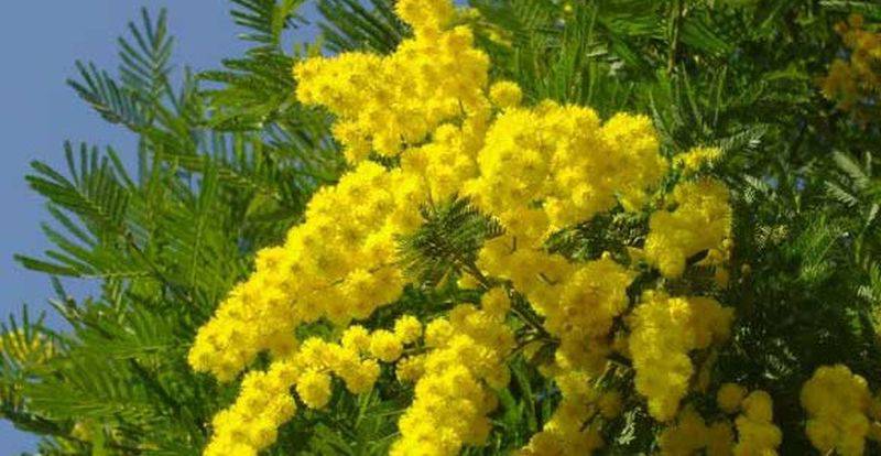 festa-della-donna-mimose