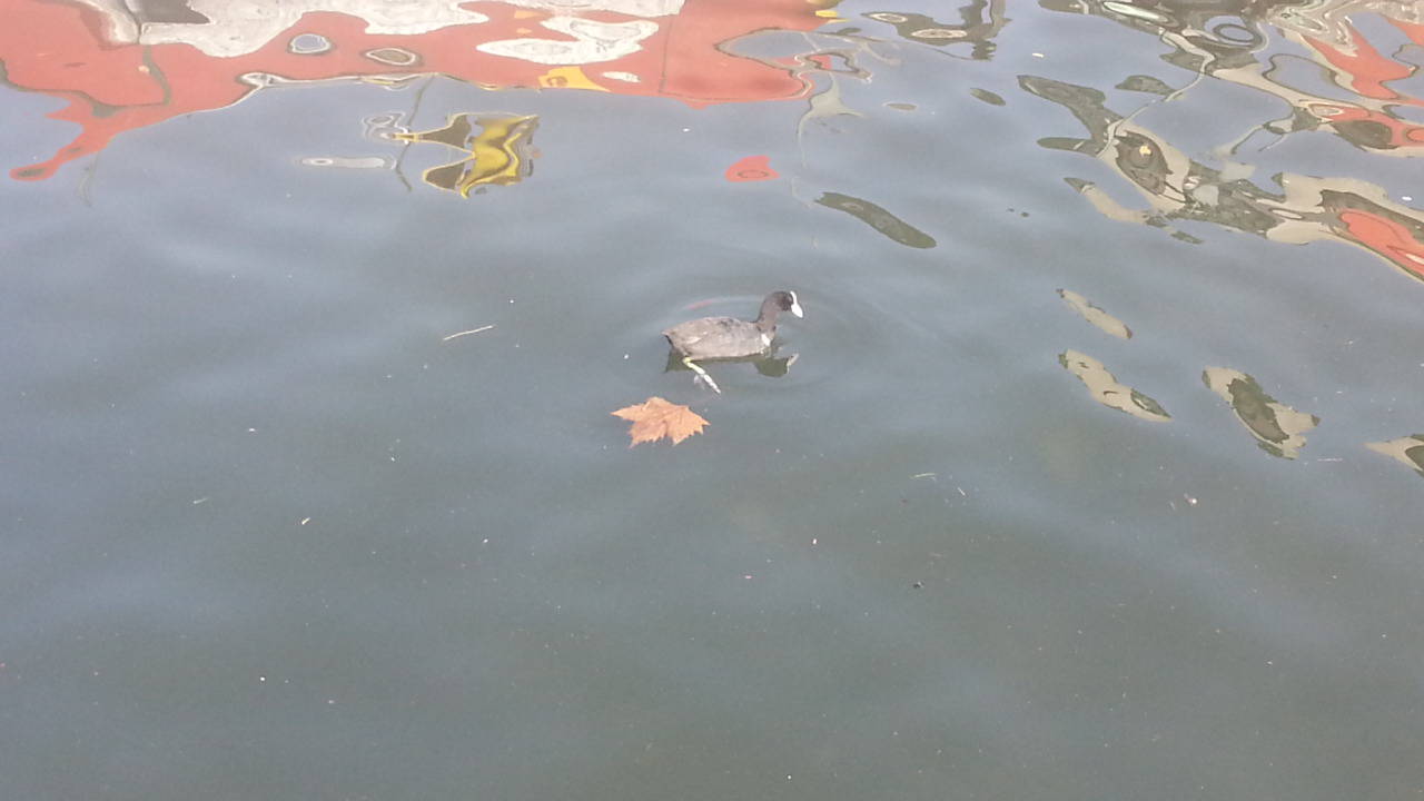 anatre nel lago di como, moria improvvisa per il botulino