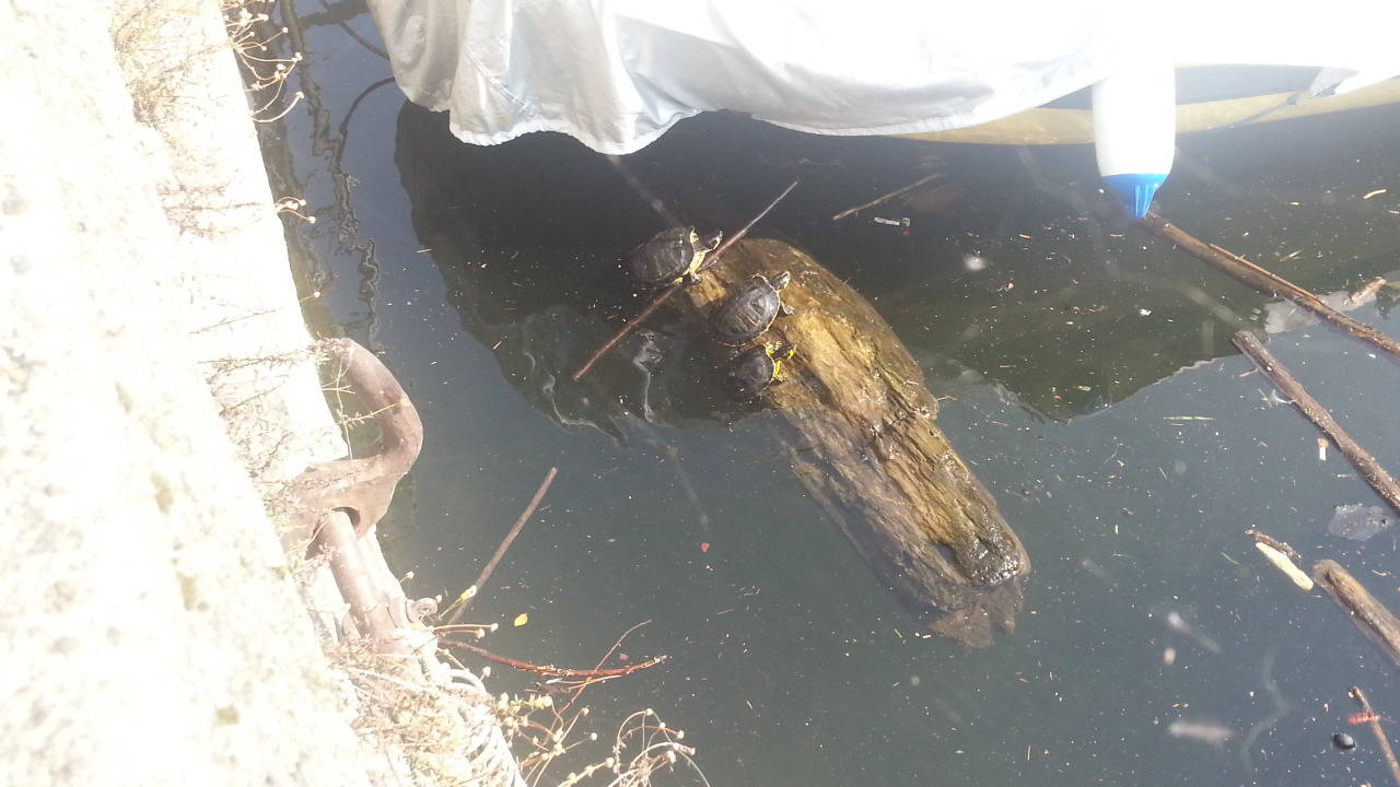 anatre nel lago di como, moria improvvisa per il botulino