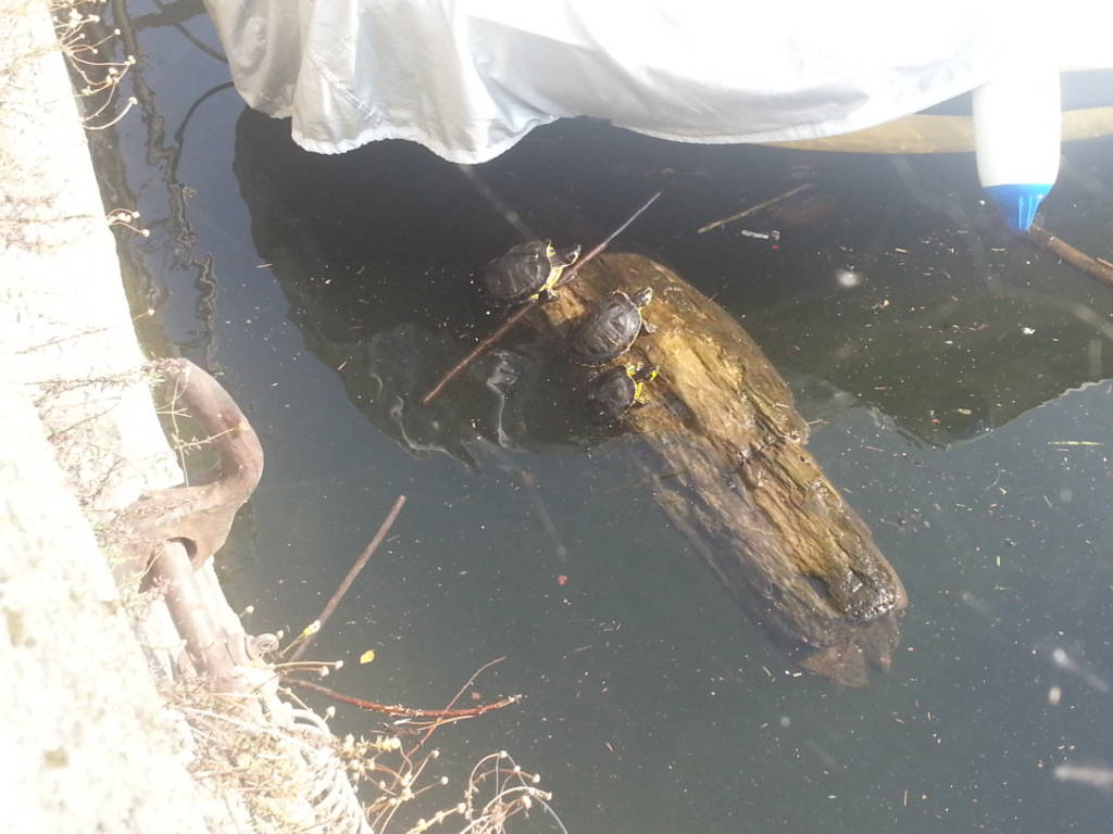 anatre nel lago di como, moria improvvisa per il botulino