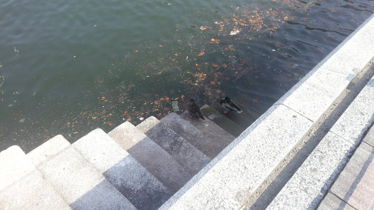 anatre nel lago di como, moria improvvisa per il botulino