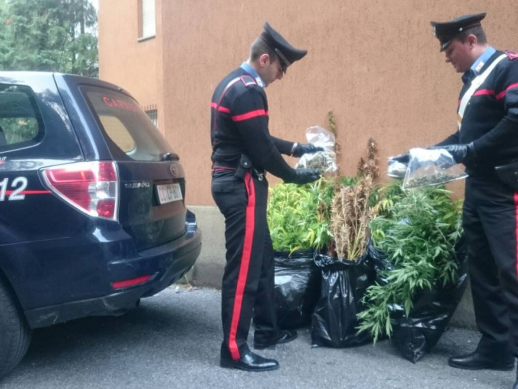 carabinieri menaggio piantine canapa