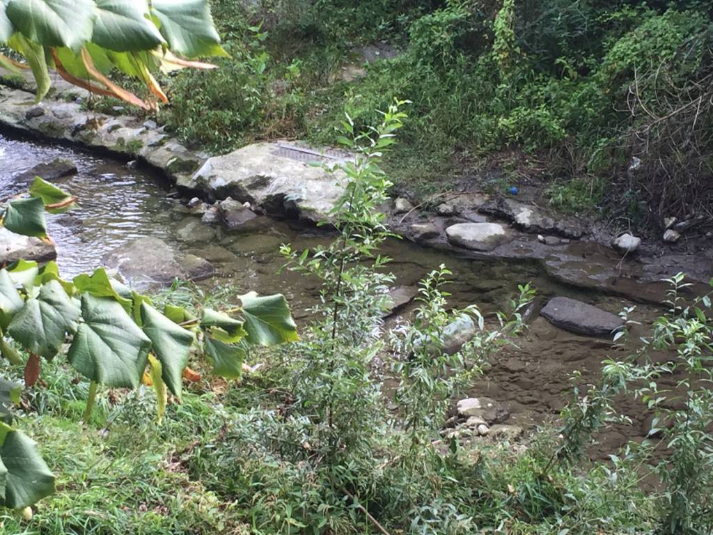 cosia in secca, moria di pesci a san martino