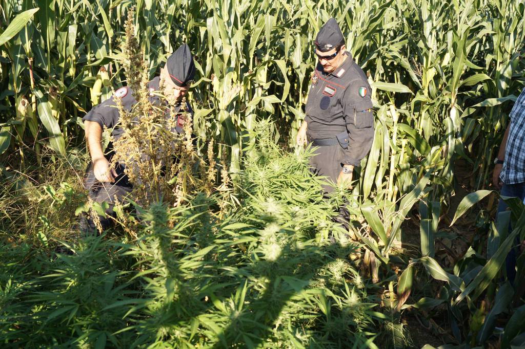 piante di marijuana campo fecchio cantù