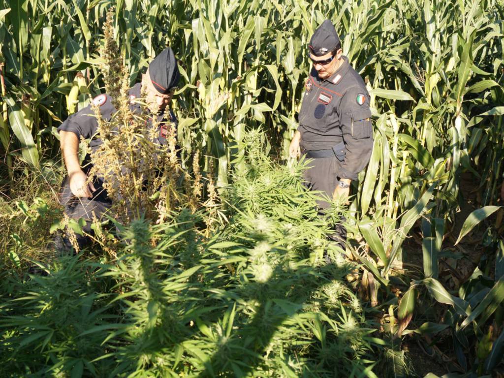 piante di marijuana campo fecchio cantù