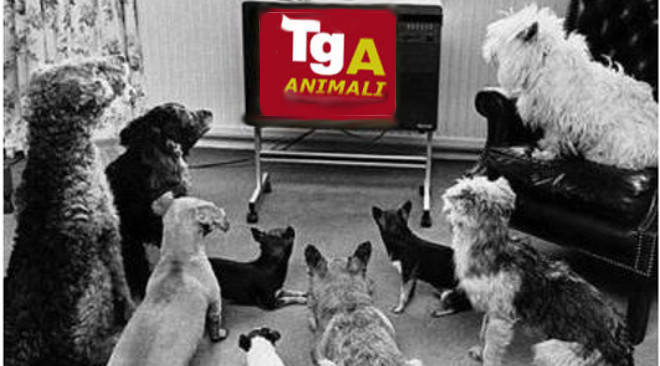 VIVERE CON GLI ANIMALI - TG animale