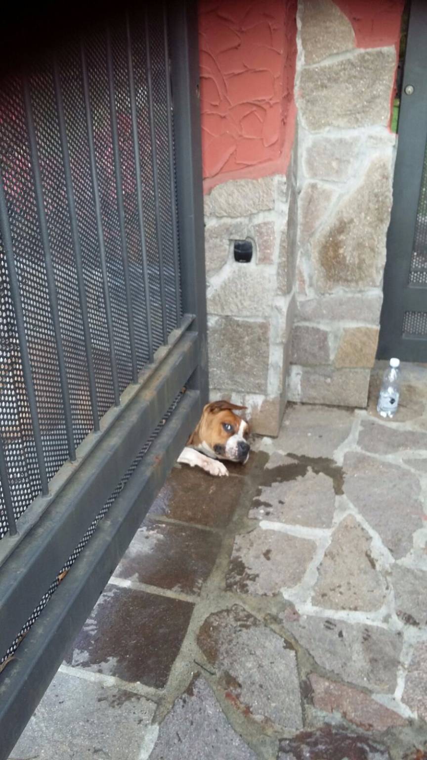 Il cane resta intrappolato dal cancello a Bulgarograsso