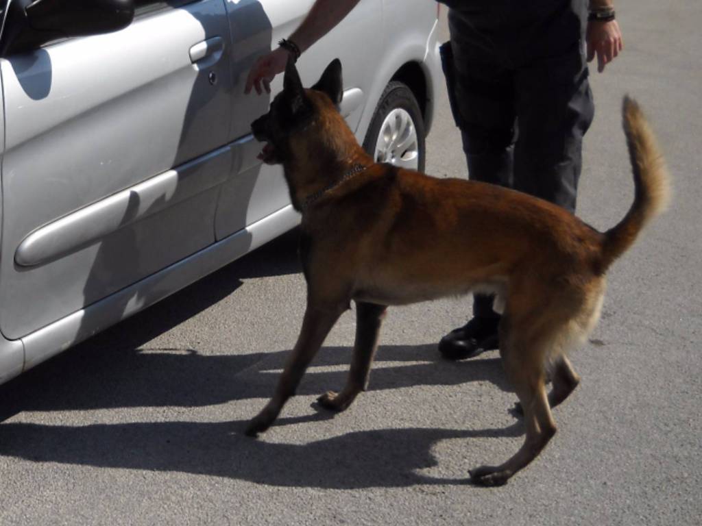 sequestro cocaina su auto valico ronago con cane antidroga