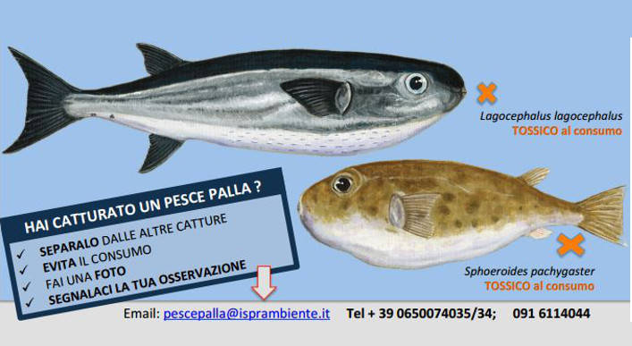 ANIMALI - pesce palla