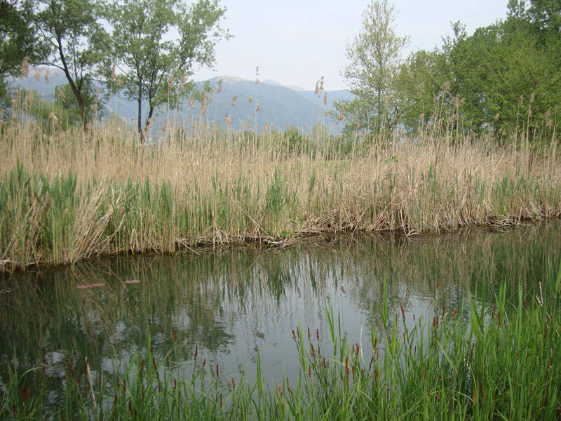 canneto del lago di alserio