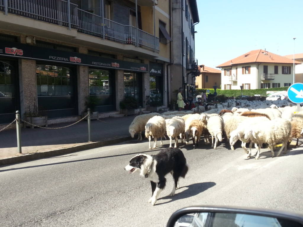 Tavernerio,passano le pecore: tutti fermi in auto