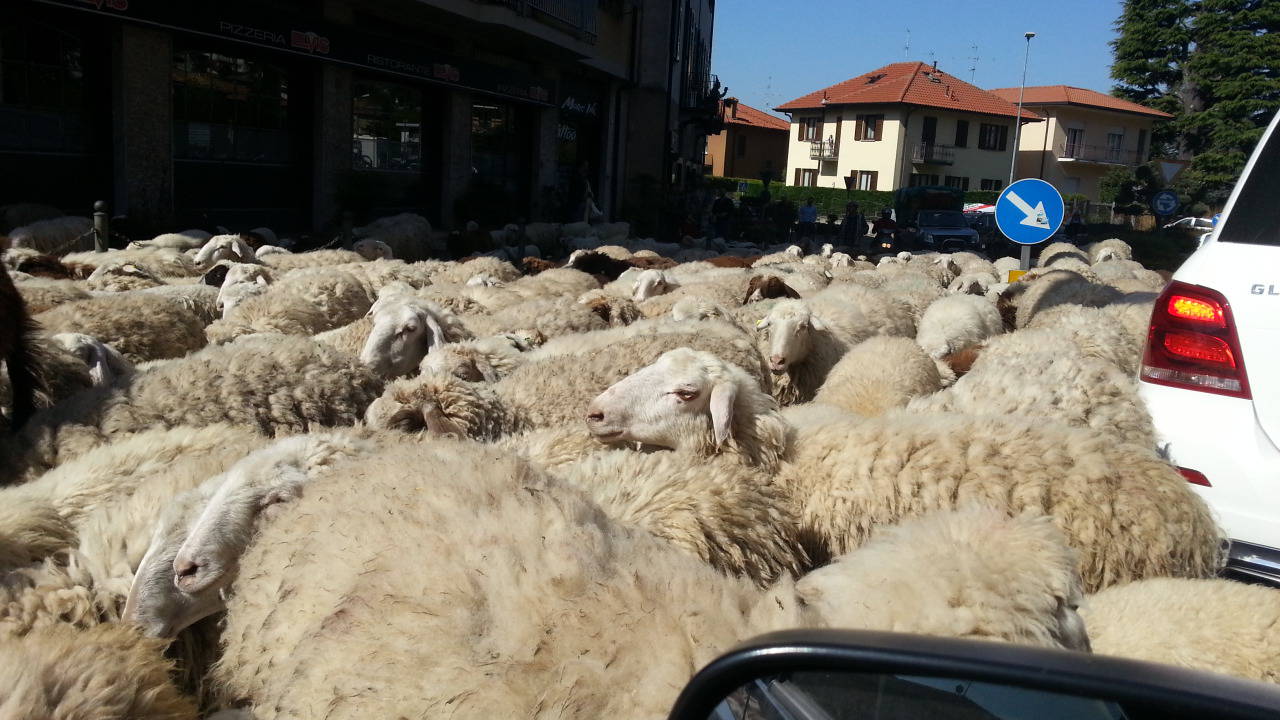 Tavernerio,passano le pecore: tutti fermi in auto