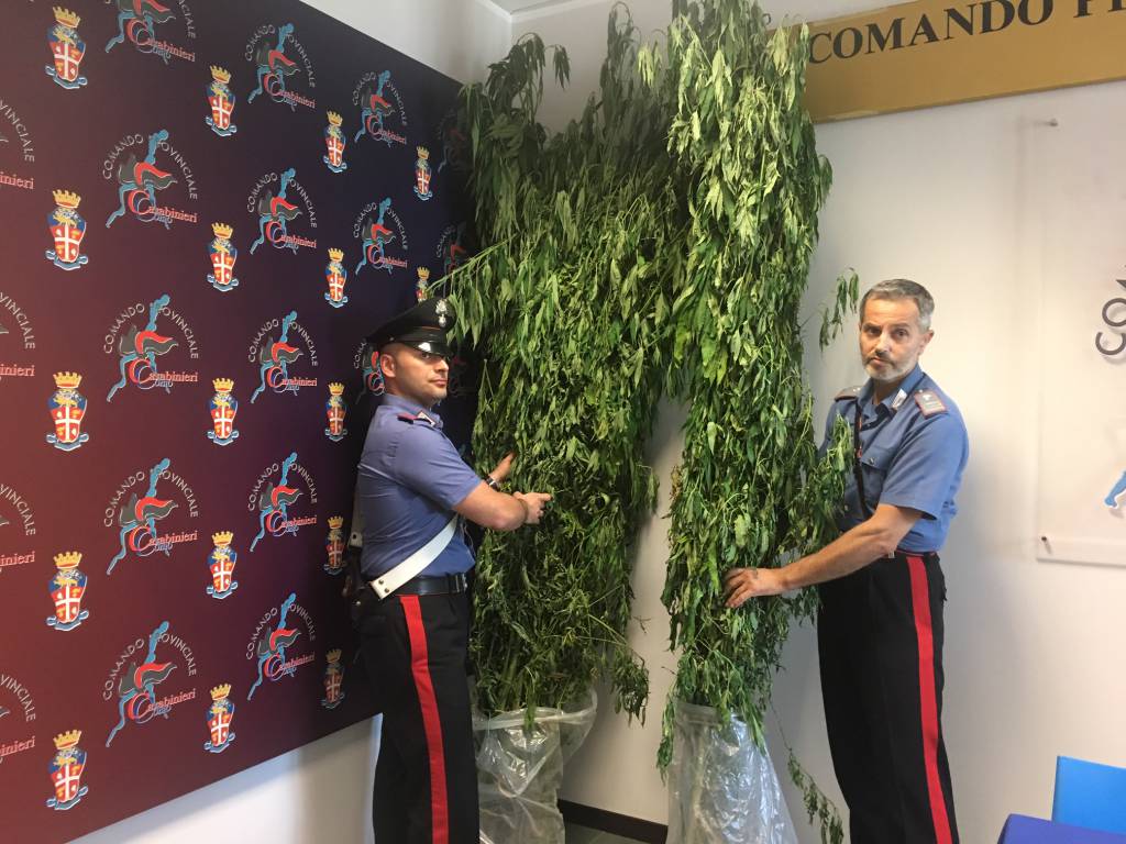 piante di marijuana trovate dai carabinieri prato di via rienza