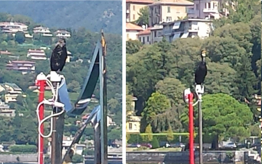 cormorani lungolago