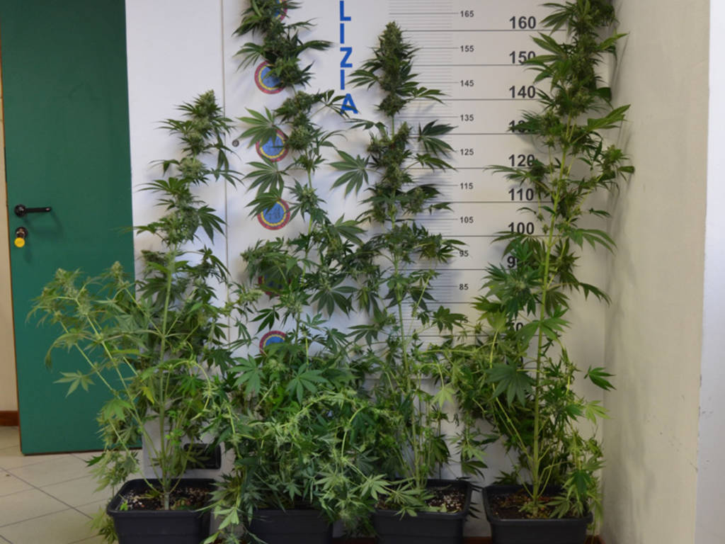 piante di marijuana scoperte da polizia casa di muggiò