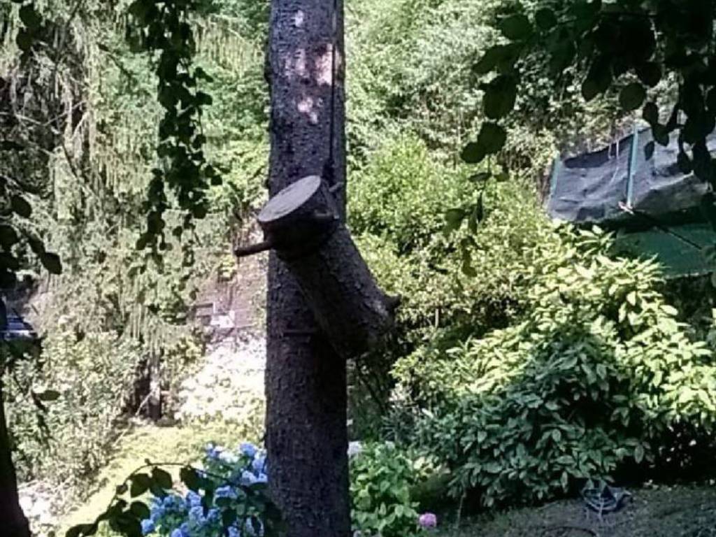 incidente via torno como feriti durante potatura albero