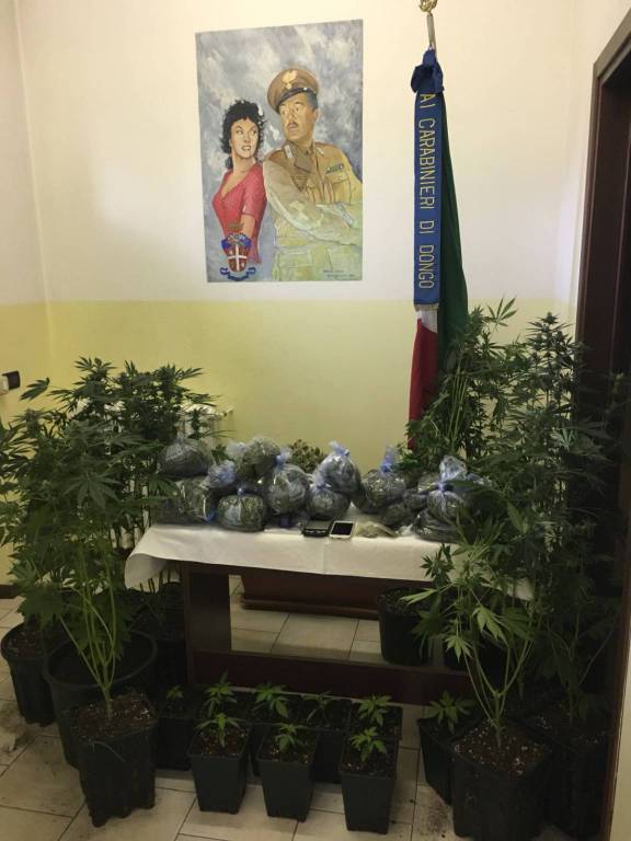 piantagione di canapa a casa di un ragazzo di dongo, arresto dei carabinieri