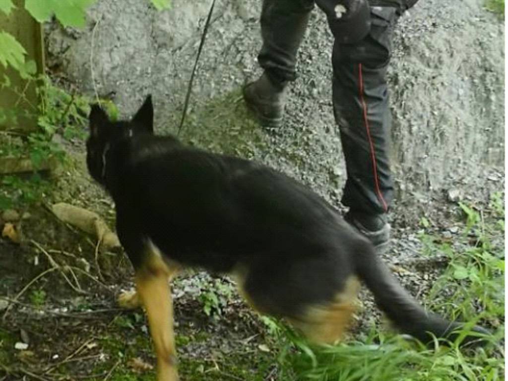 spaccio di droga boschi di merone e monguzzo, controlli carabinieri anche elicottero