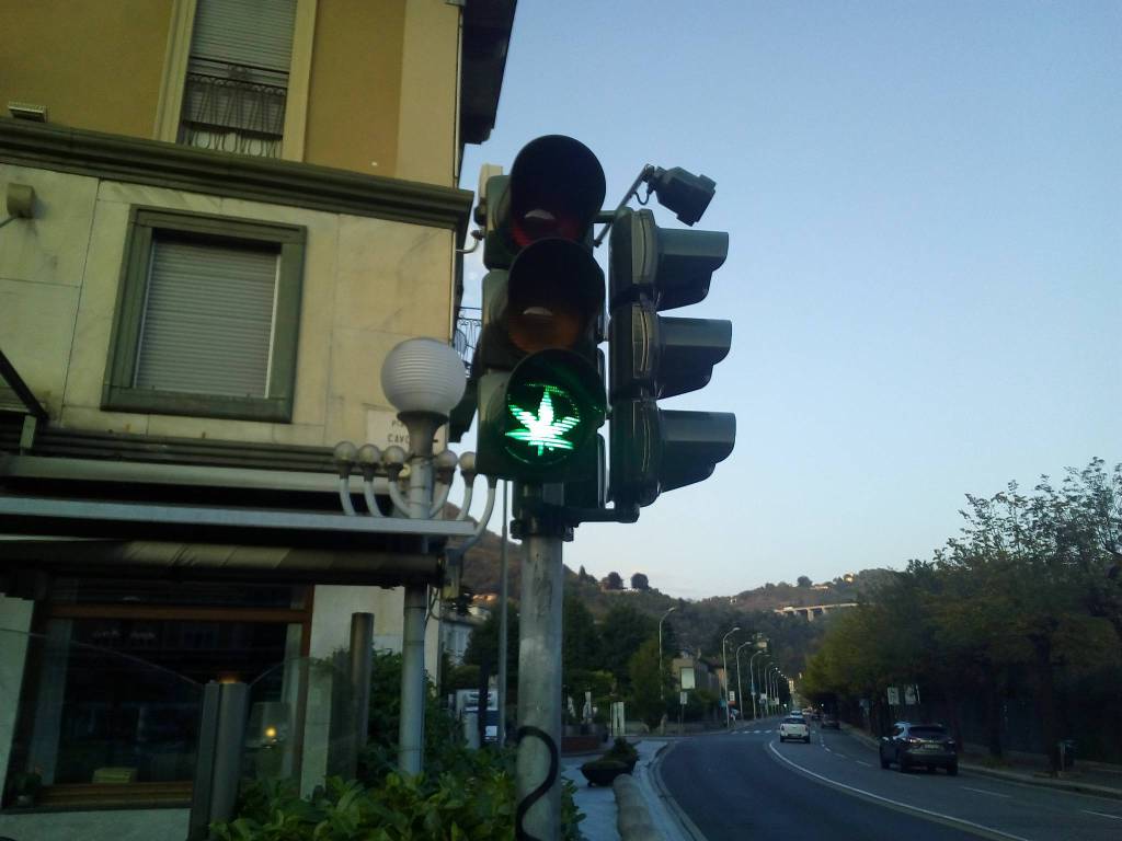 semafori sporchi e con foglie di marijuana sul verde piazza cavour como