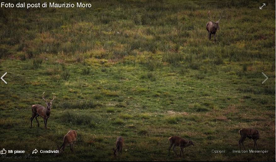 battaglia tra cervi al lago di piano porlezza foto maurizio moro