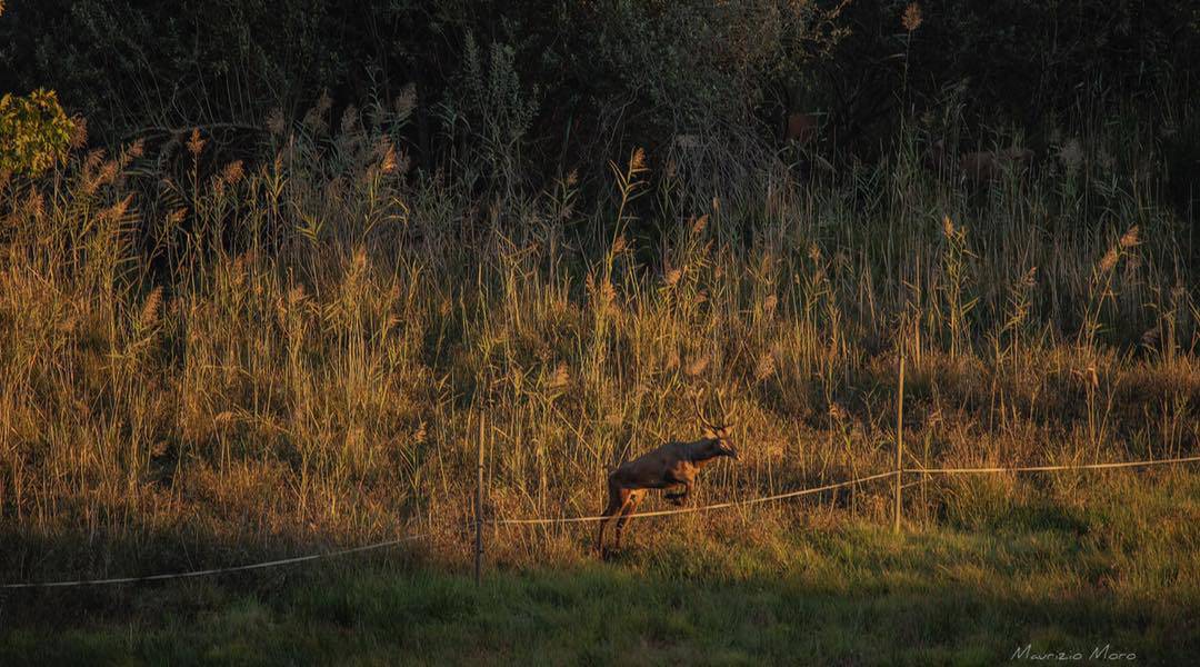 Cervi al lafo di piano