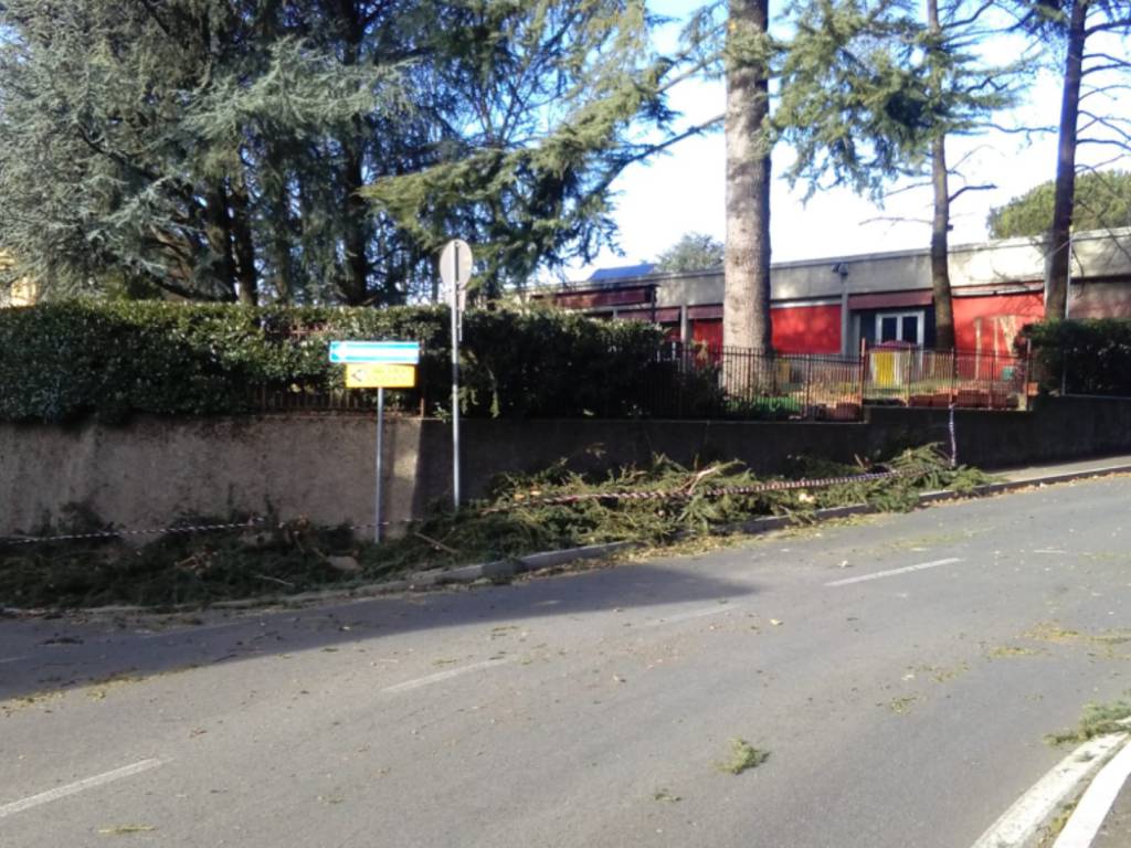 vento forte stamane, a sagnino spezzato grosso albero in via segantini