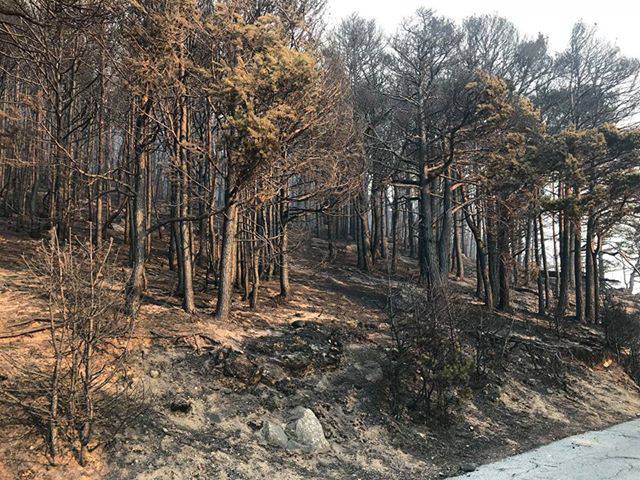 La devastazione del fuoco in alto lago; tutto in fumo