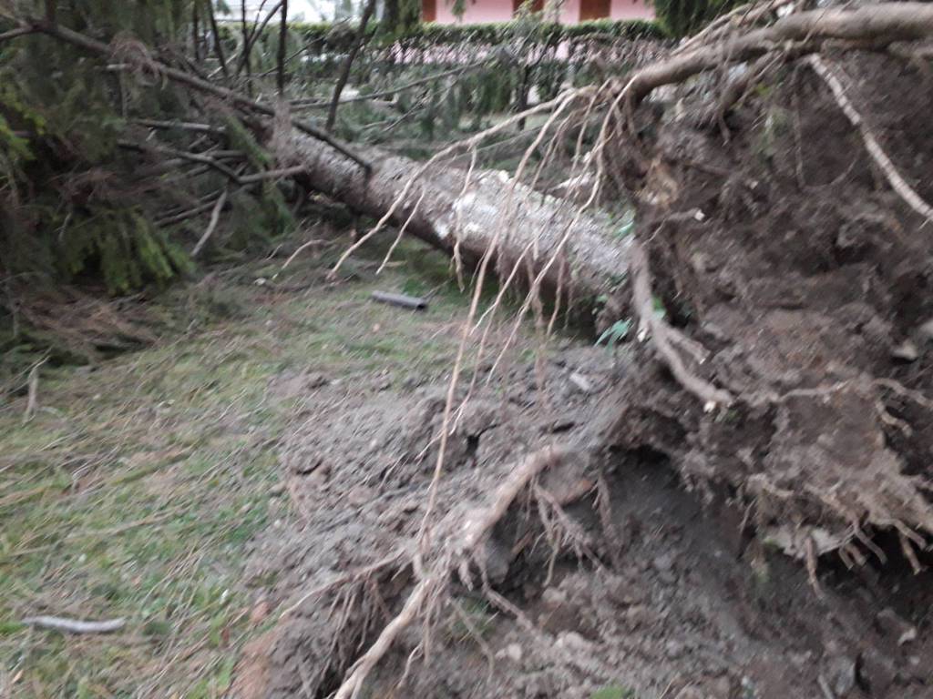 danni per il vento nel comasco, albero sradicato pali abbattuti