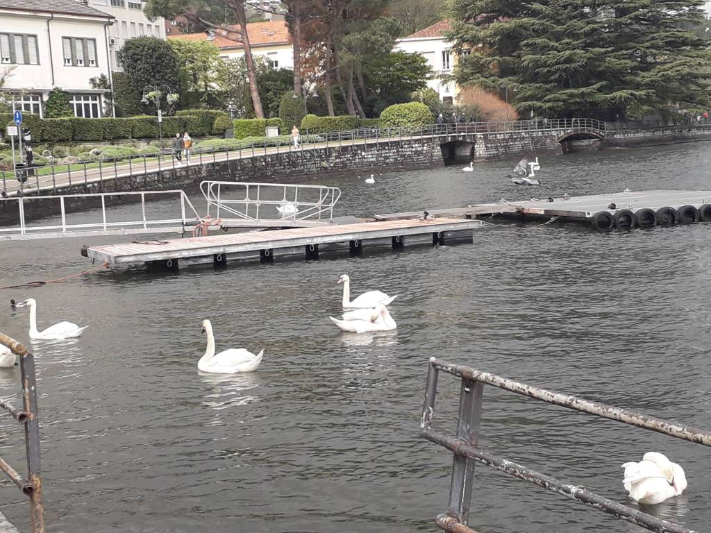 nido del cigno passeggiata villa olmo prima ed ora tutto duistrutto