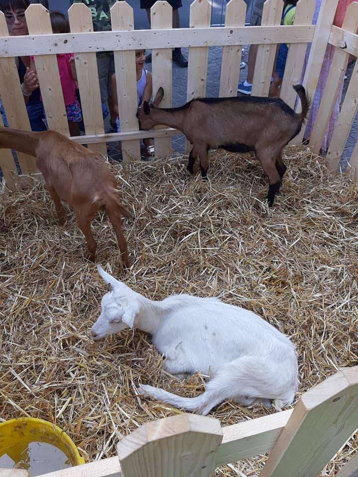 Fiera zootecnica Sant'Abbondio a Como, inaugurazione con sindaco e capi bestiame