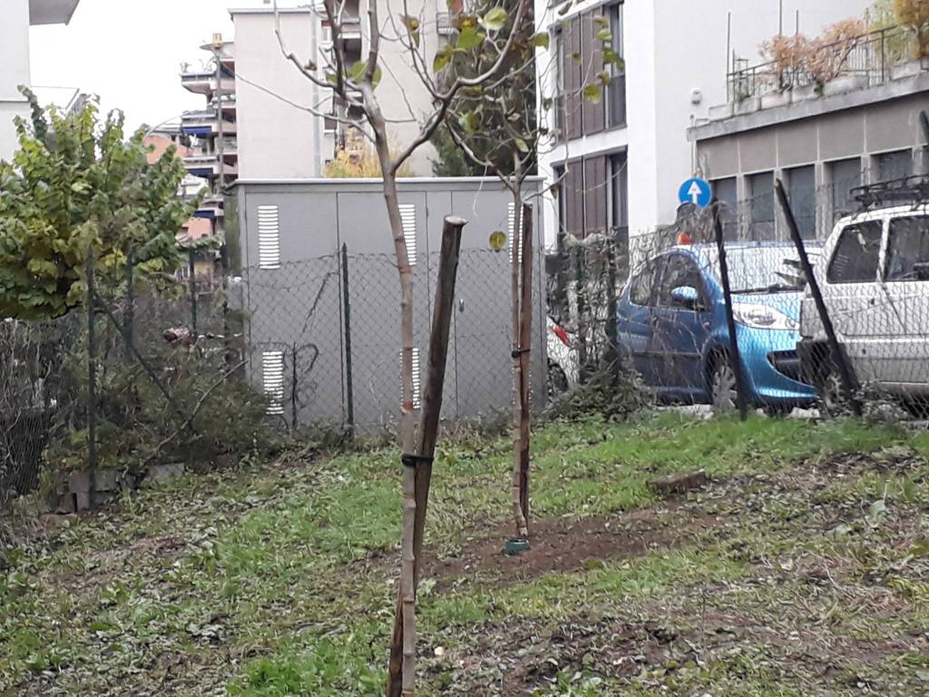 Per Como Pulita pianta tre alberi ai giardini di via Crispi: bravi