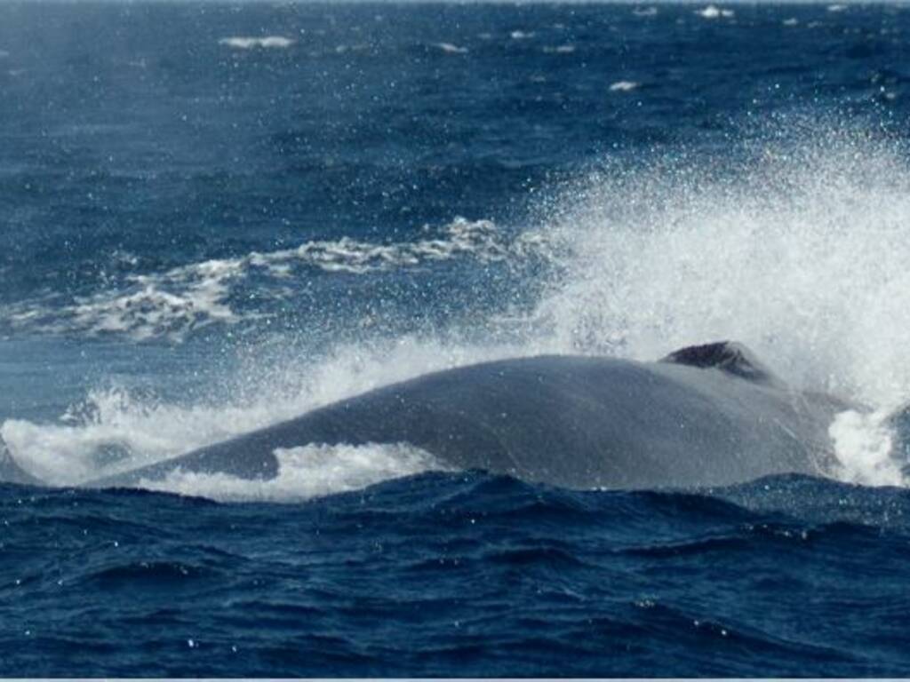 giornata mondiale oceani