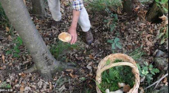 funghi guida ats insubria