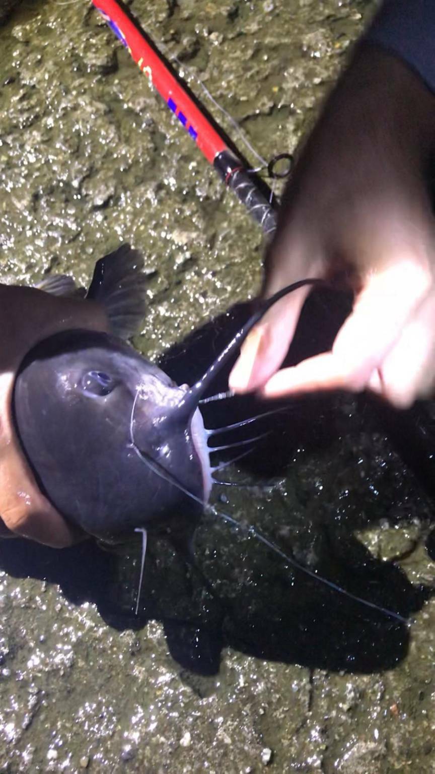 La cattura di un pesce gatto americano all'hangar di Como