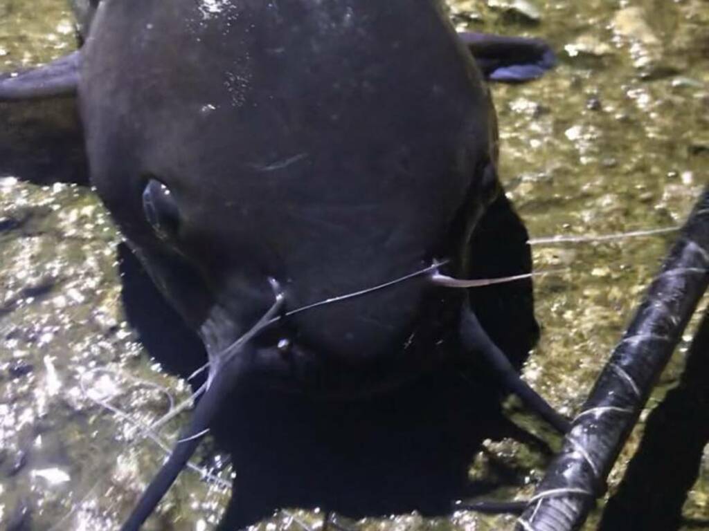 La cattura di un pesce gatto americano all'hangar di Como