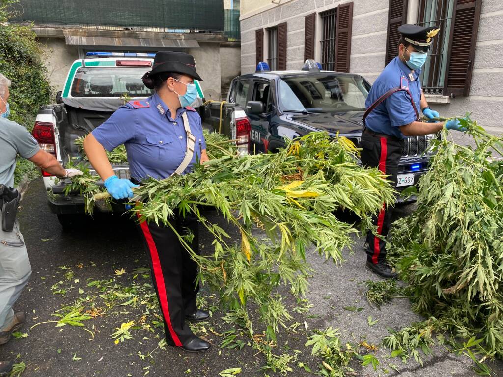 spaccio droga alto lago piante marijuana recupoerate dai carabinieri