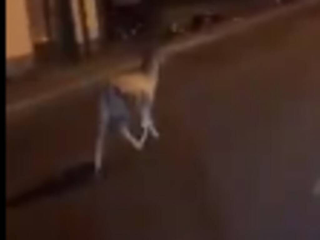 cervo in strada a camnerlata ripreso da nostroi lettore