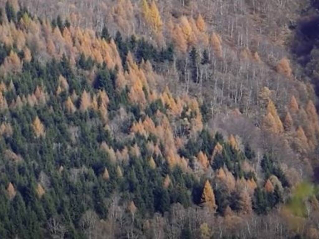 foreste valle intelvi