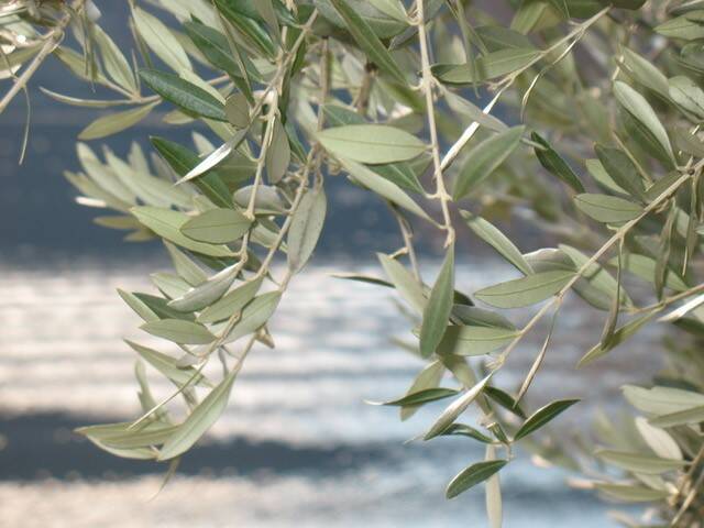 Piantumazione olivo festa albero Cernobbio