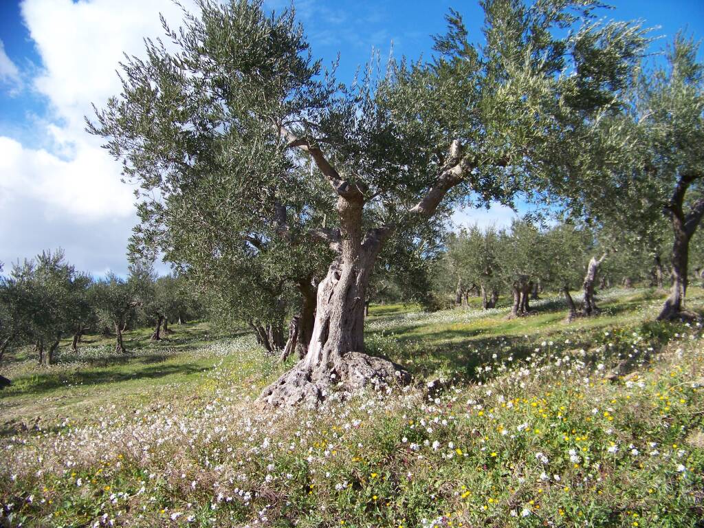 albero di olivo