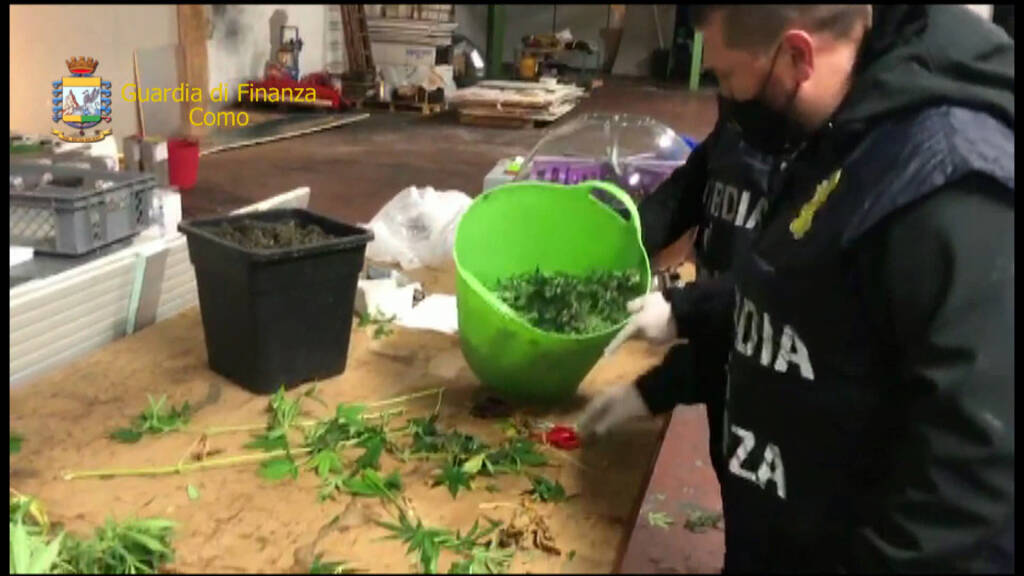 operazione finanza droga capannone capiago sequestro piante marijuana