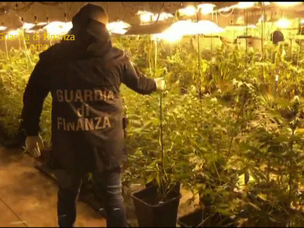 operazione finanza droga capannone capiago sequestro piante marijuana