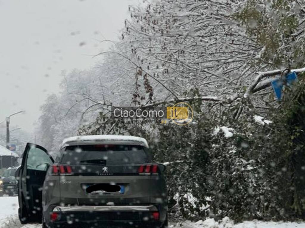 alberi caduti per neve como viale giulio cesare e poi andrate di fino mornasco