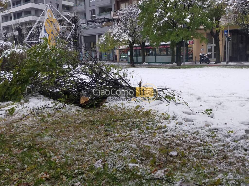 alberi caduti per neve como viale giulio cesare e poi andrate di fino mornasco