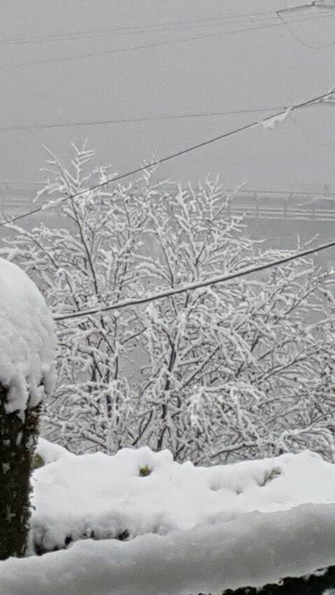 monte olimpino alb eri pericolosi per neve via cardina