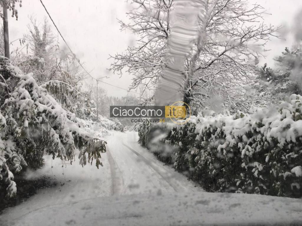 neve cardina pericolo per piante william