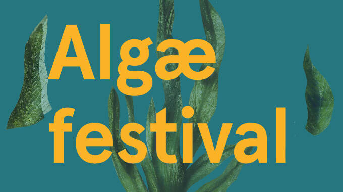 algae festival