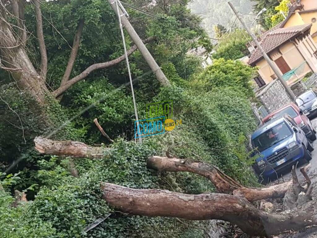 dizzasco albero cade sui cavi della corrente e li trancia immagini punto inidente